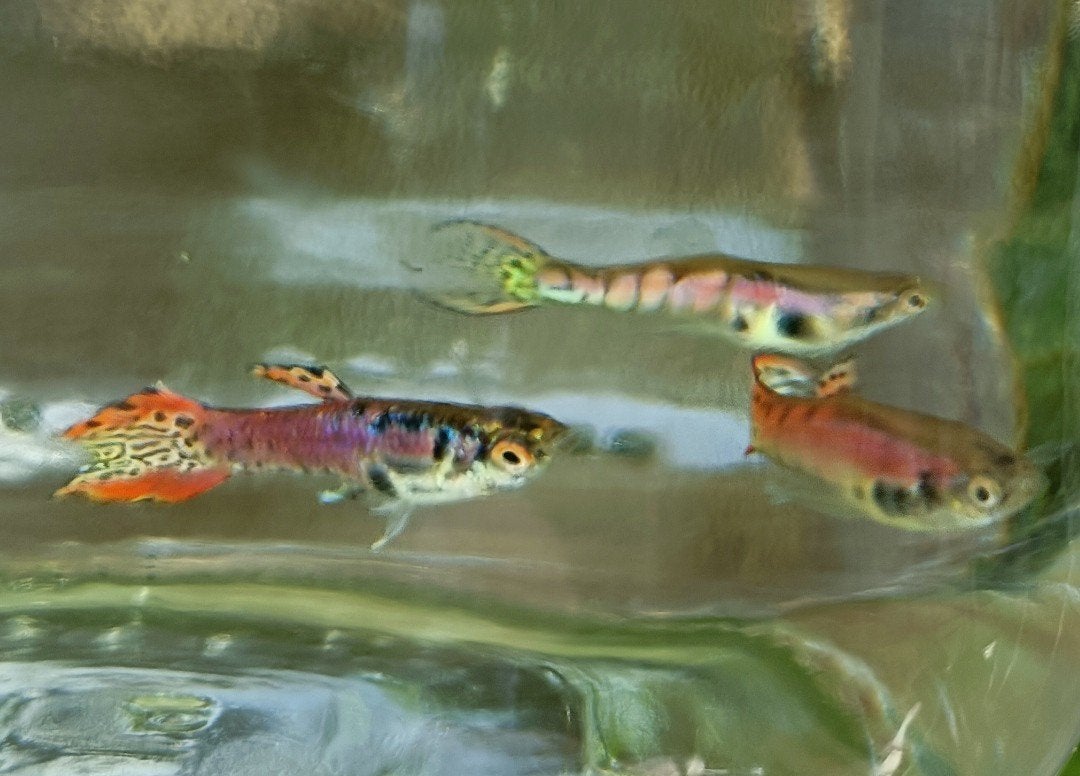 Tigre rose Endler, Animaux & Accessoires, Poisson