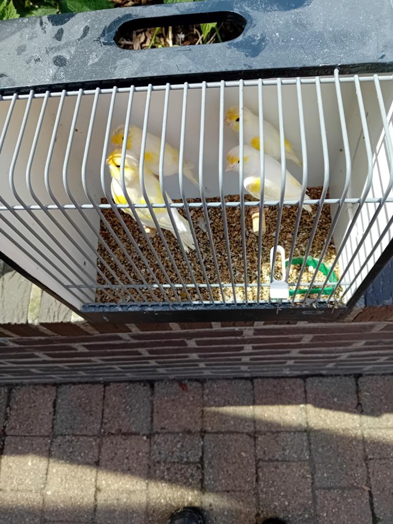 Mooien groote gezonde vogels kanaries