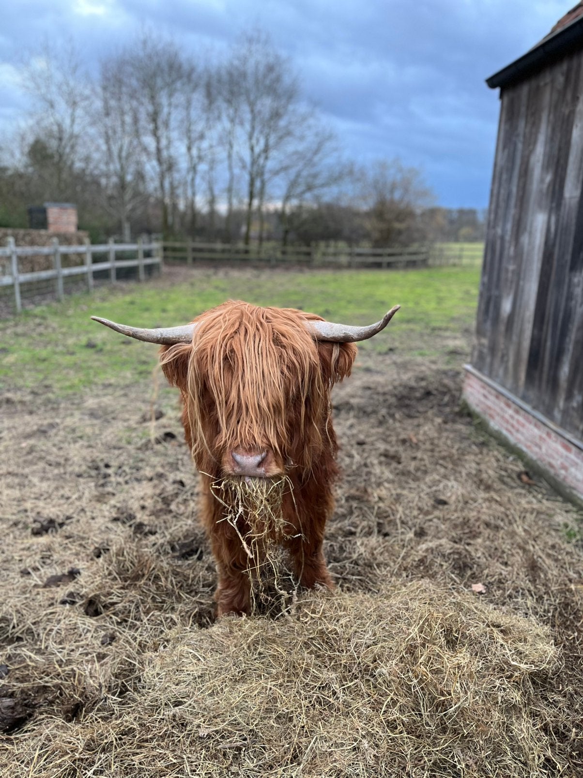 Schotse hooglander vaars, Femelle