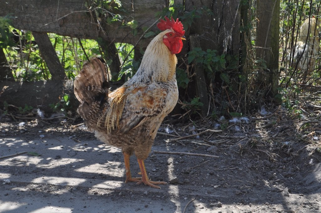 couple (coq+poulet), Plusieurs animaux, Poule ou poulet