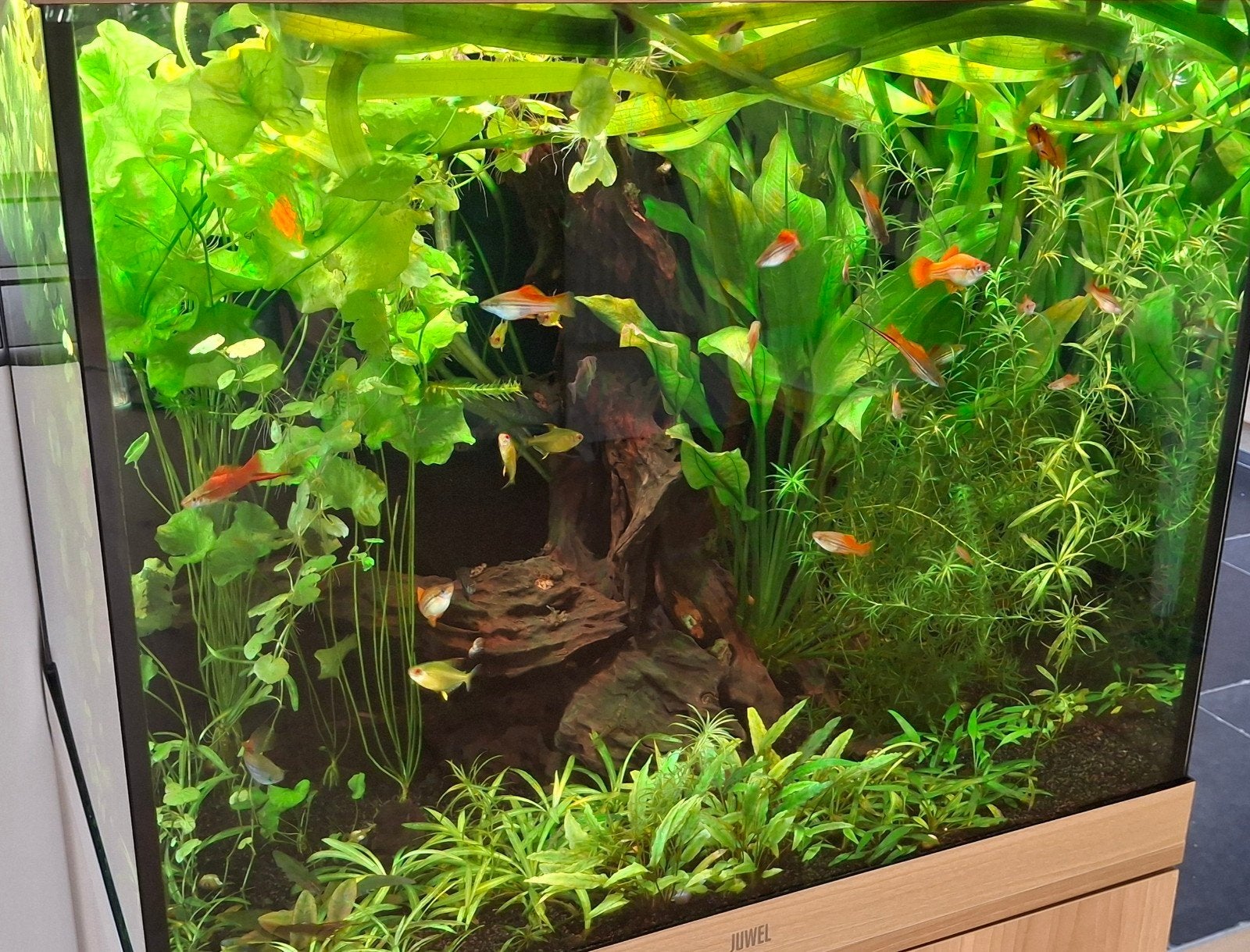 GRATIS vallisneria aquariumplant, Dieren en Toebehoren, Ophalen