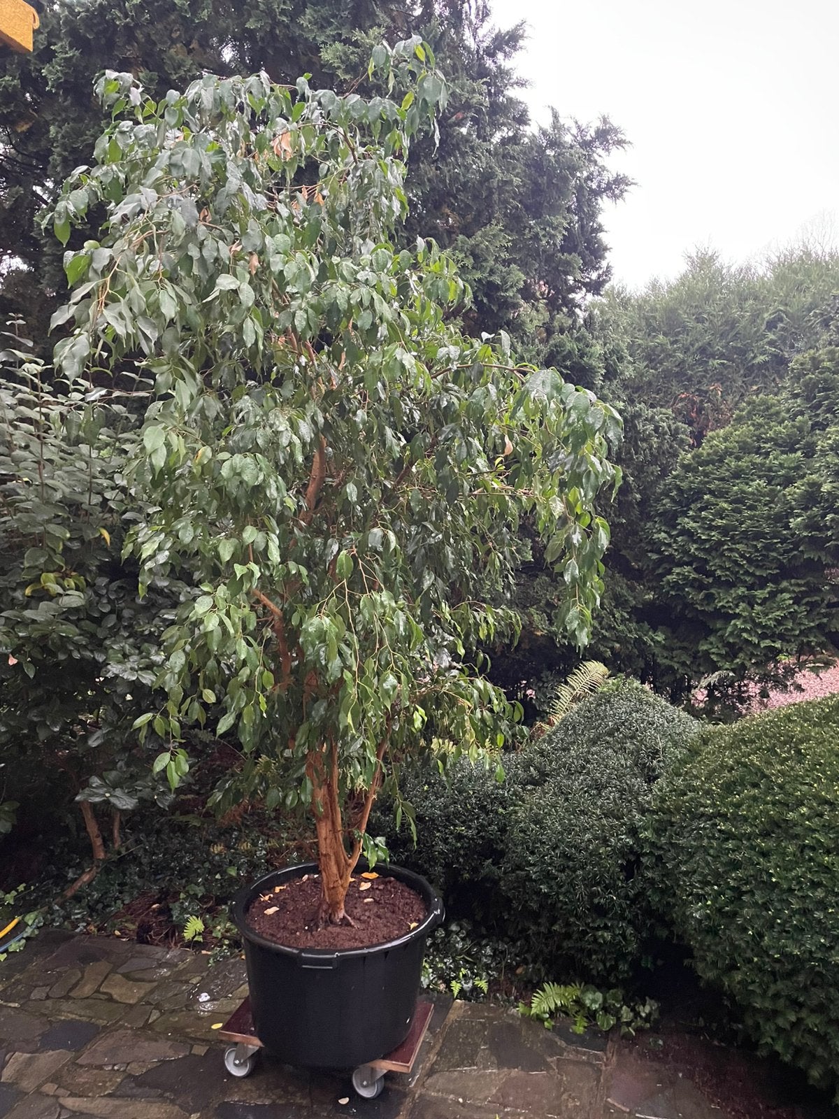 Ficus benjamina, Jardin & Terrasse, En pot, Enlèvement, Ombre partielle, 250 à 400 cm