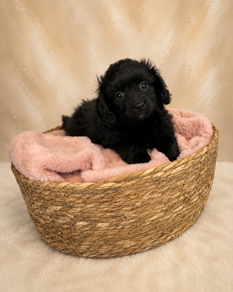Mooie Pomapoo pups (Pomeriaan x toypoedel), Poedel, Parvo, België, 8 tot 15 weken