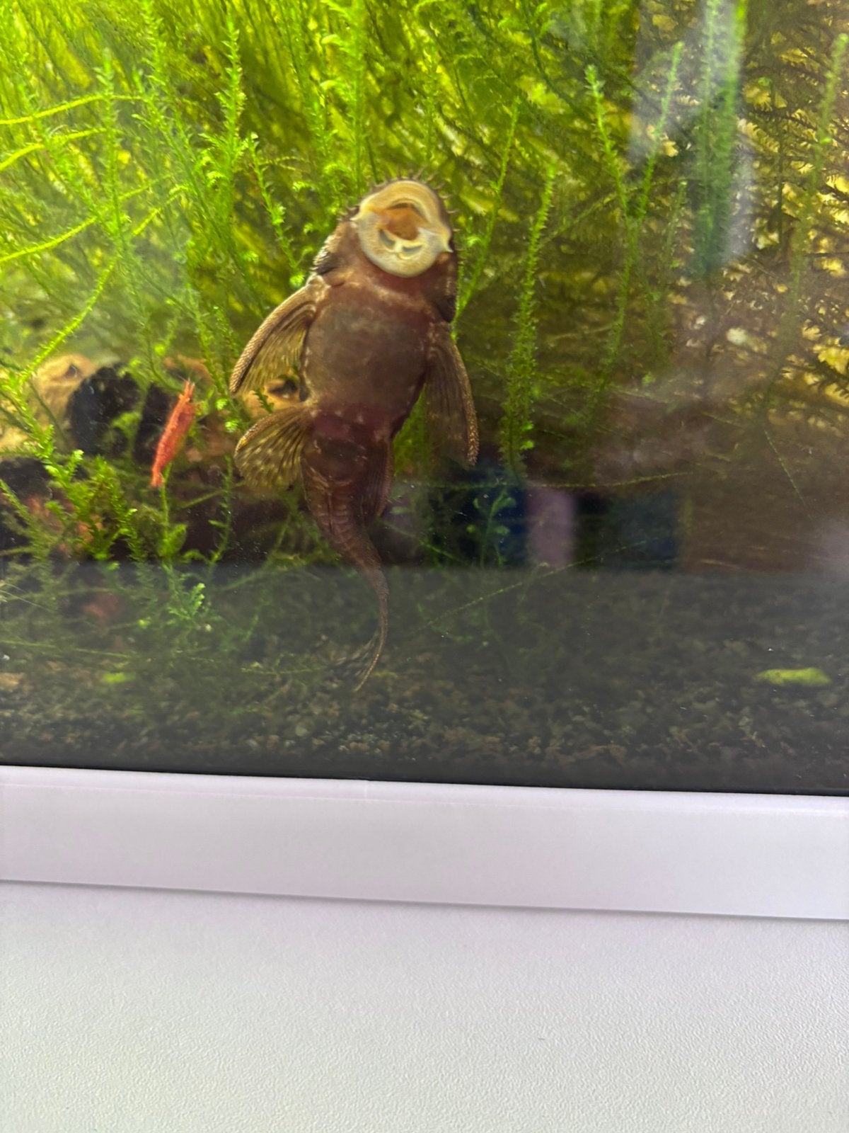 Aquarium met kast en alle toebehoren, Dieren en Toebehoren, Kreeft, Krab of Garnaal, Zoetwatervis, Schoolvis