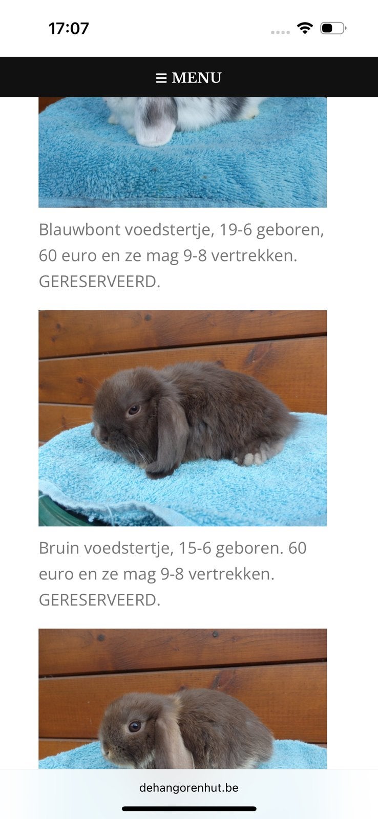Konijn
