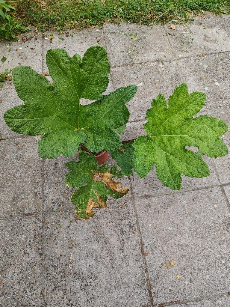 Gunnera Tinctoria, Tuin en Terras, Planten | Tuinplanten, Ophalen