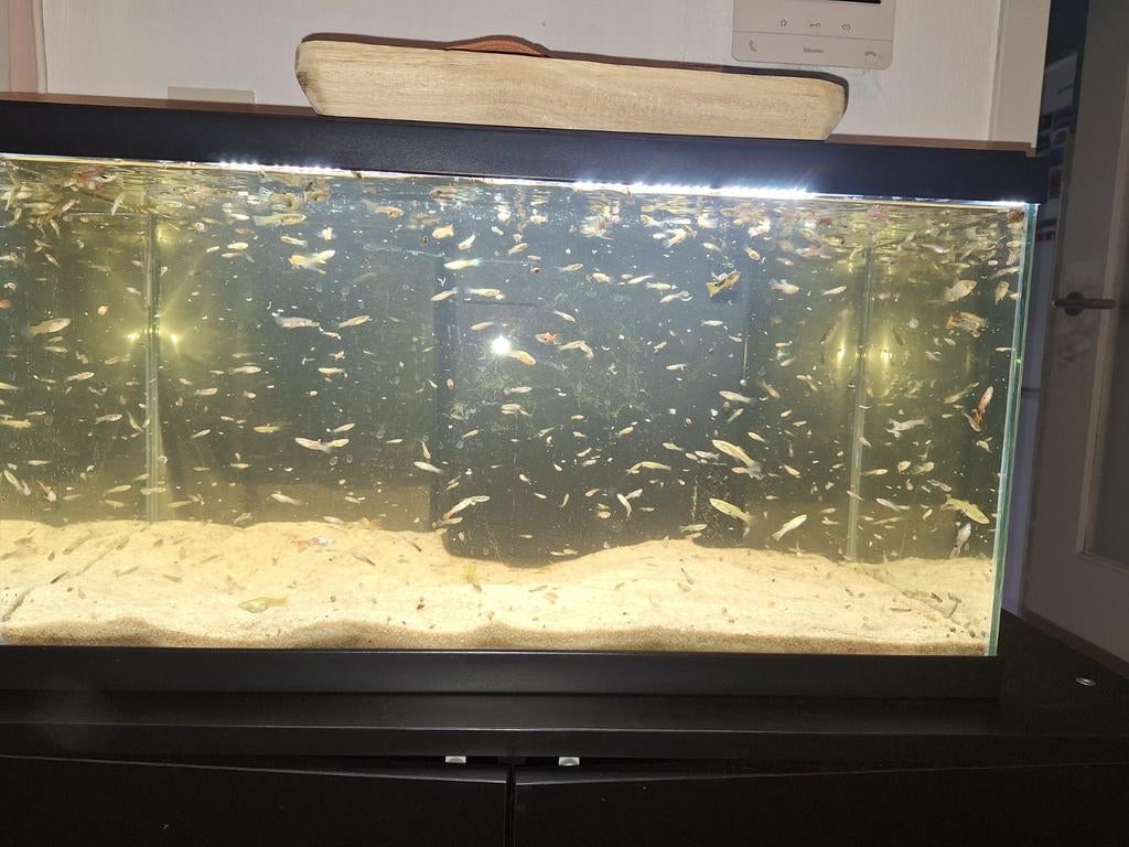Aquarium complet avec guppys, Dieren en Toebehoren, Ophalen, Verwarming