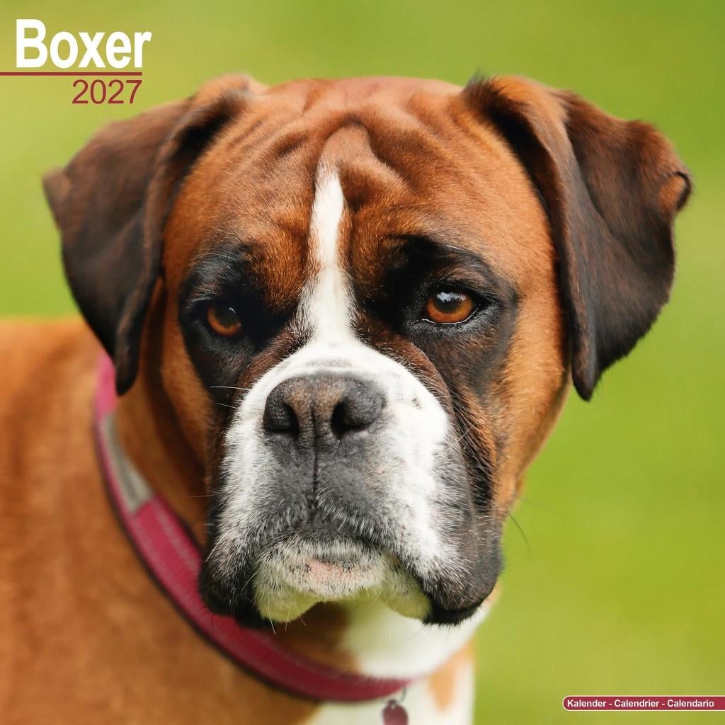 Calendrier Boxer 2027 en précommande, Divers, Calendriers, Neuf, Calendrier annuel, Envoi