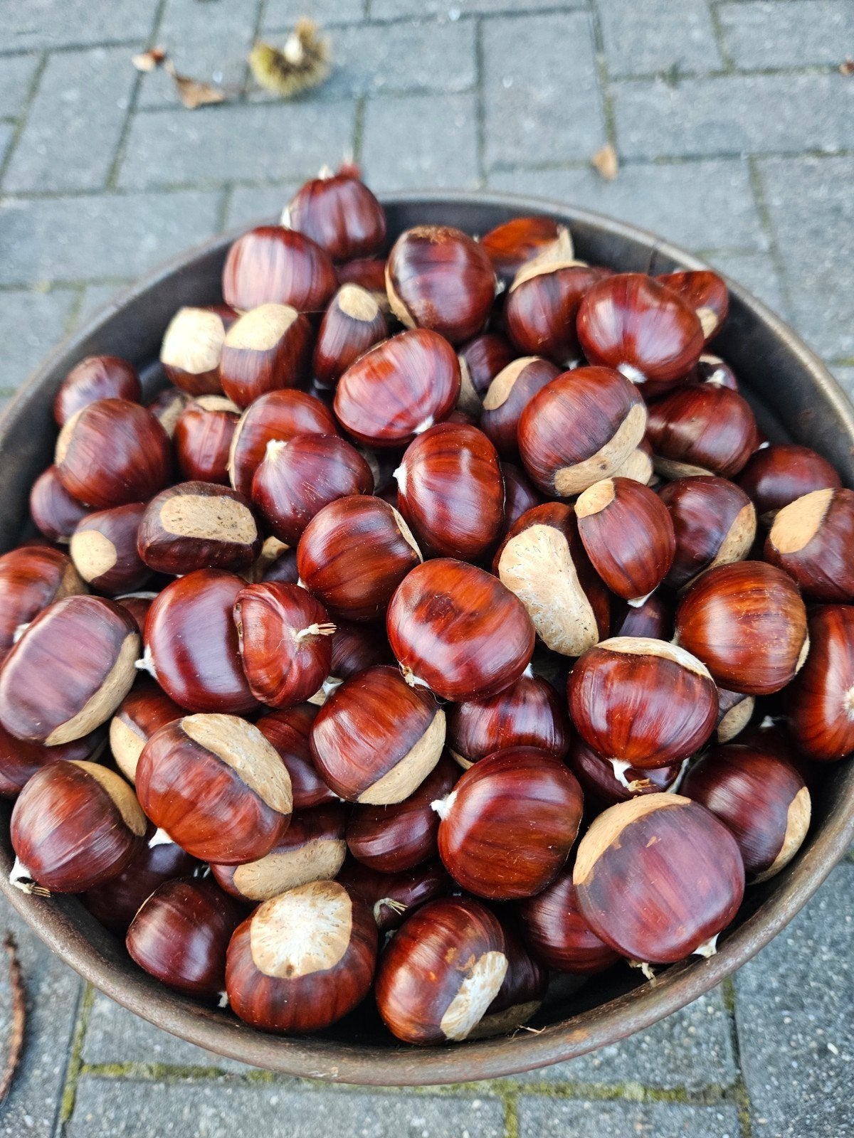 tamme kastanjes, Diversen, Ophalen