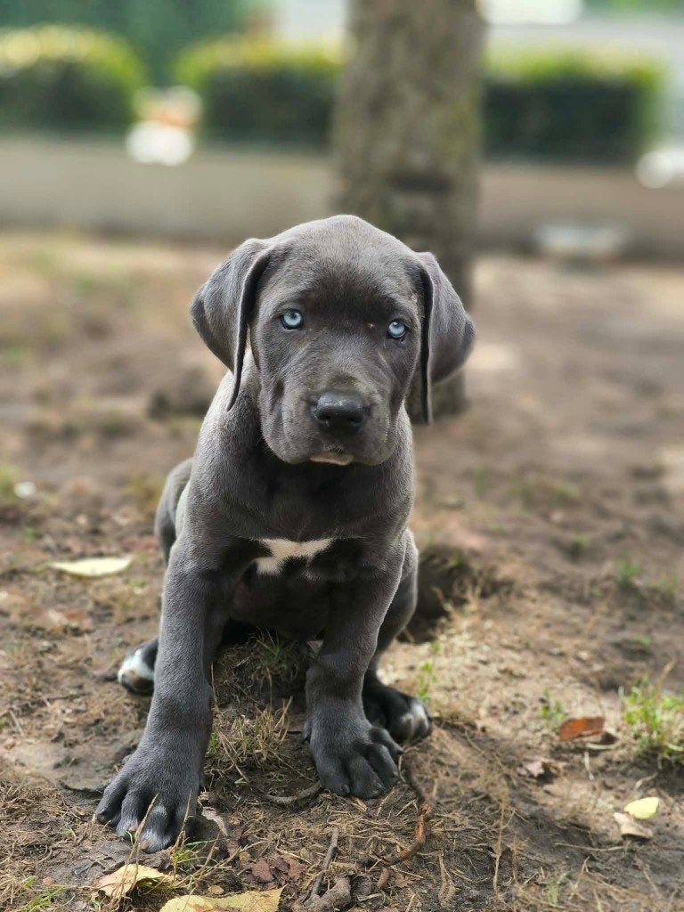 Prachtige cane corso pupjes beschikbaar!!, Dieren en Toebehoren, Honden | Bulldogs, Pinschers en Molossers, België, Overige rassen