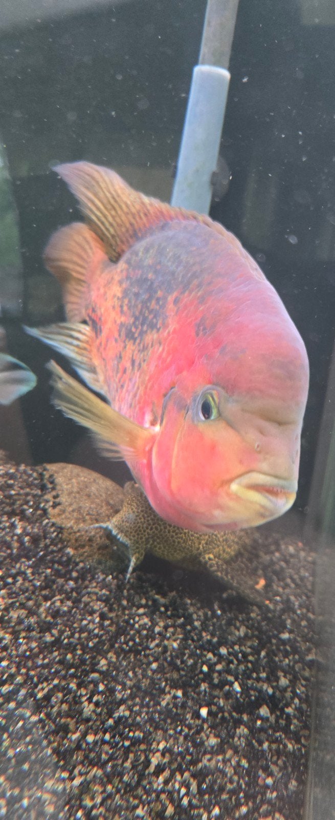 vieja melanurus man +- 25 cm, Dieren en Toebehoren, Vissen | Aquariumvissen