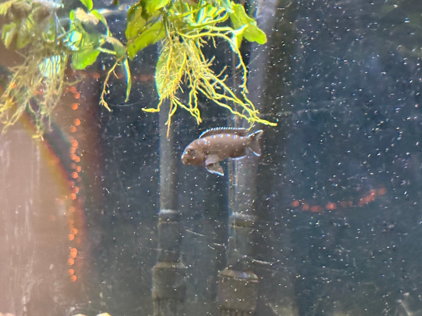 Pseudotropheus Neonspot (Malawi Cichliden)