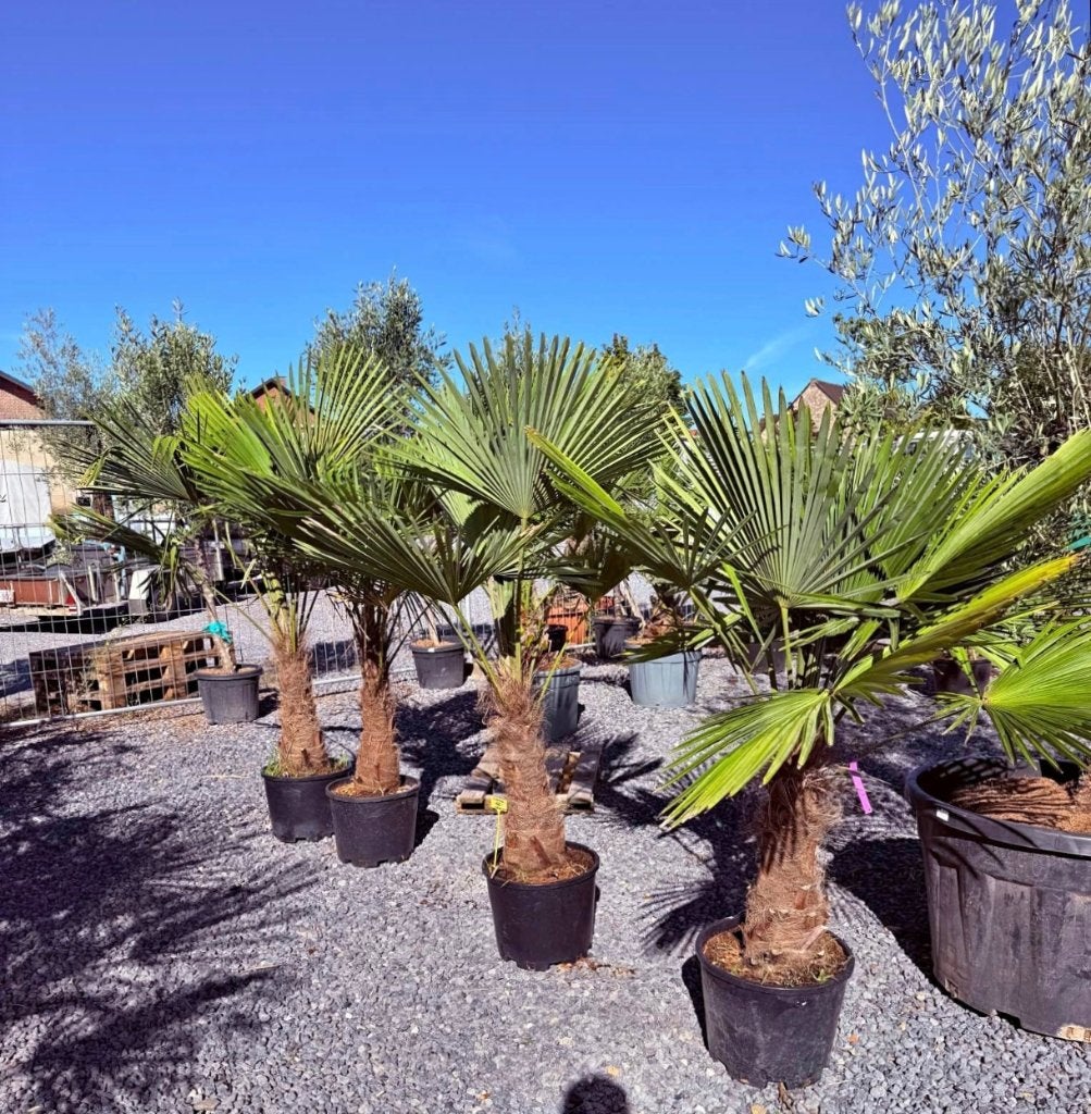 Palmier Trachycarpus Fortunei, Enlèvement, Palmier