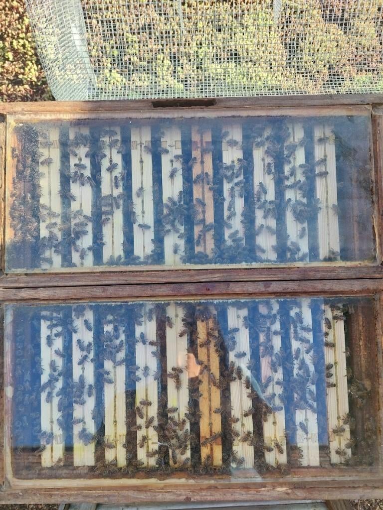 Bijenvolk, 11-ramer simplex, Dieren en Toebehoren, Insecten en Spinnen, Bijen