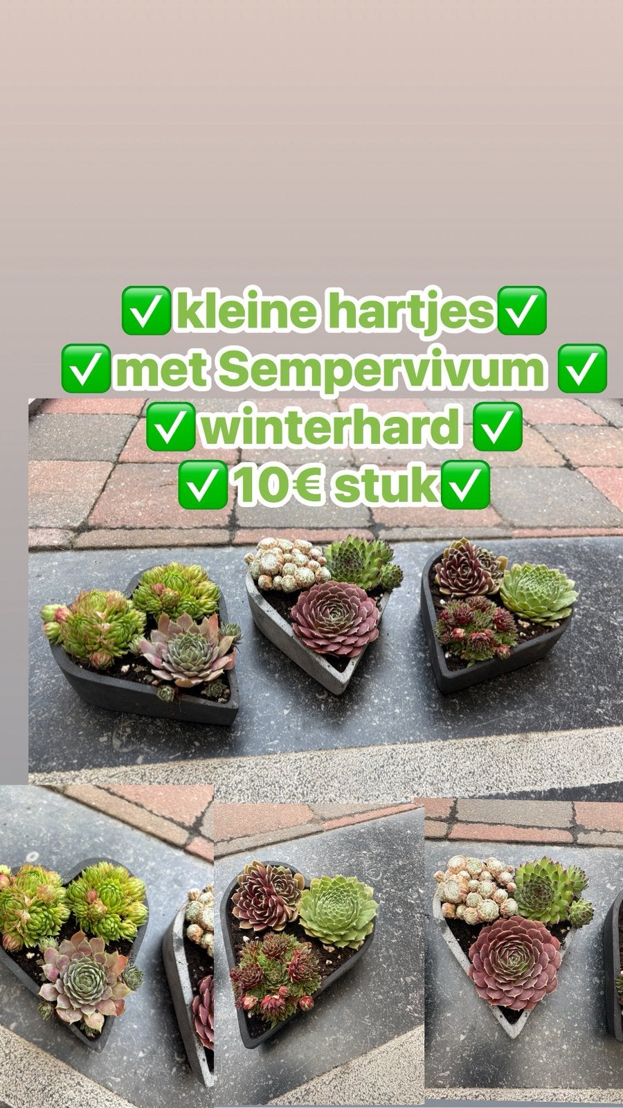 Assortiment Allerheiligen, Tuin en Terras, Ophalen