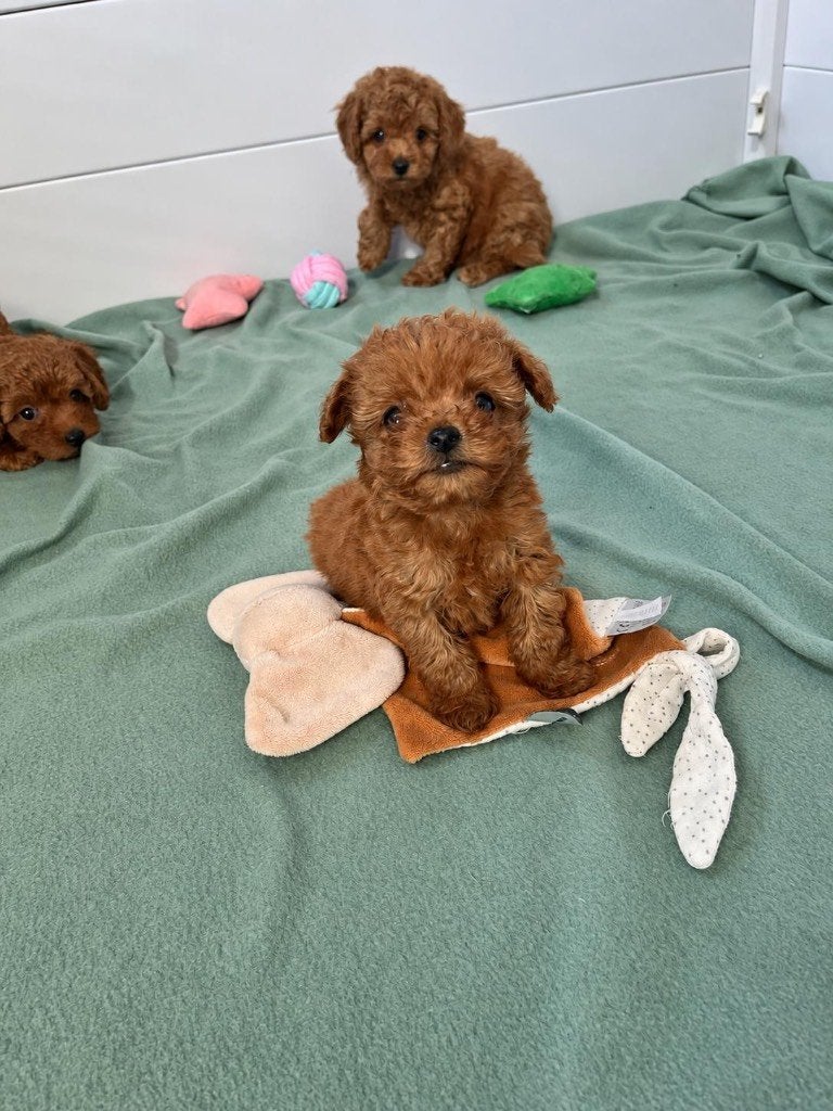 Beaux chiots nains ou caniches en peluche, Animaux & Accessoires, Caniche, Maladie de Carré (chiens), Plusieurs, Belgique