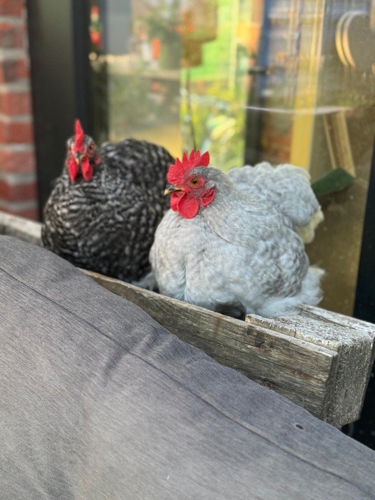 3 cochin haantjes gratis, Dieren en Toebehoren, Pluimvee, Mannelijk, Kip