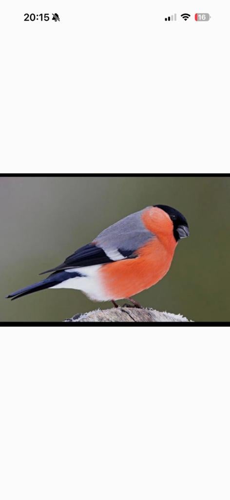 Goudvink, Dieren en Toebehoren