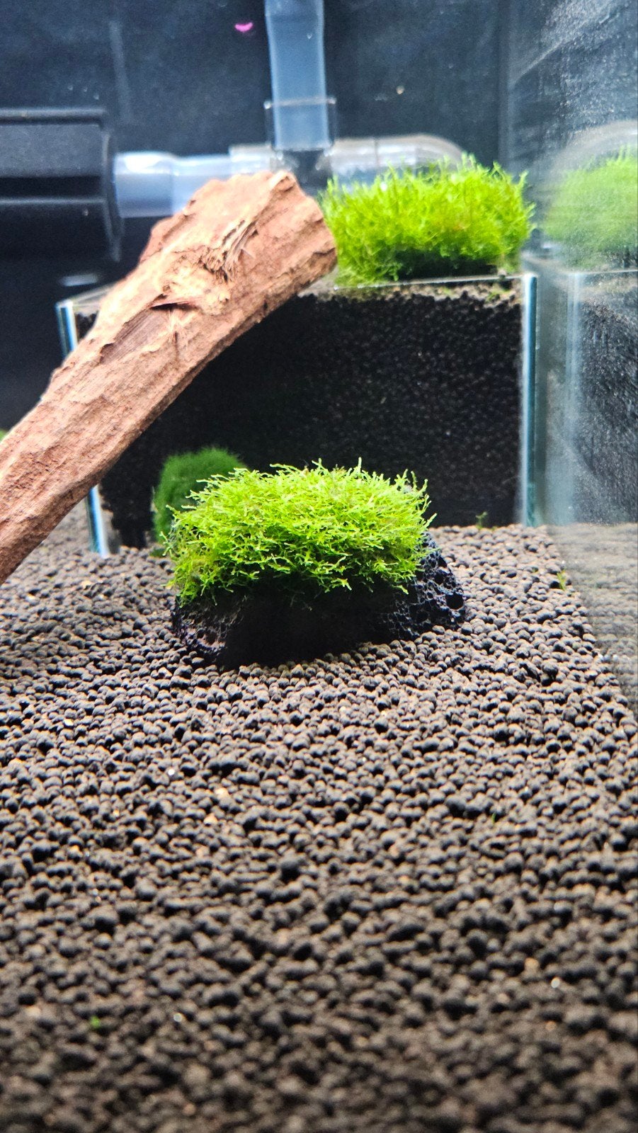 Diverse soorten aquariummossen, Ophalen, Nieuw, Plant(en), Steen of Hout