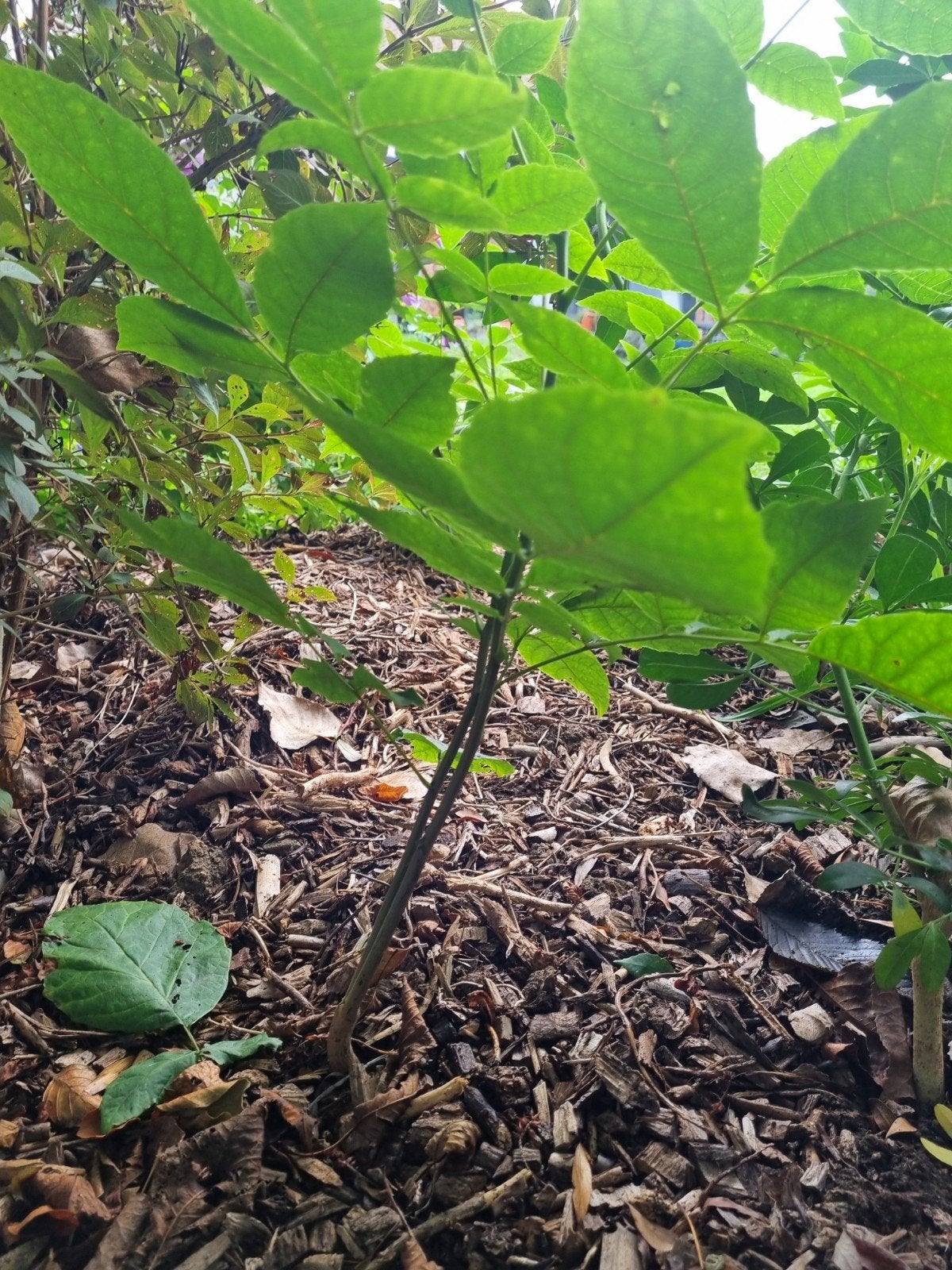 GRATUIT mais URGENT!  NOYERS/CHÊNES/etc., Jardin & Terrasse, Enlèvement