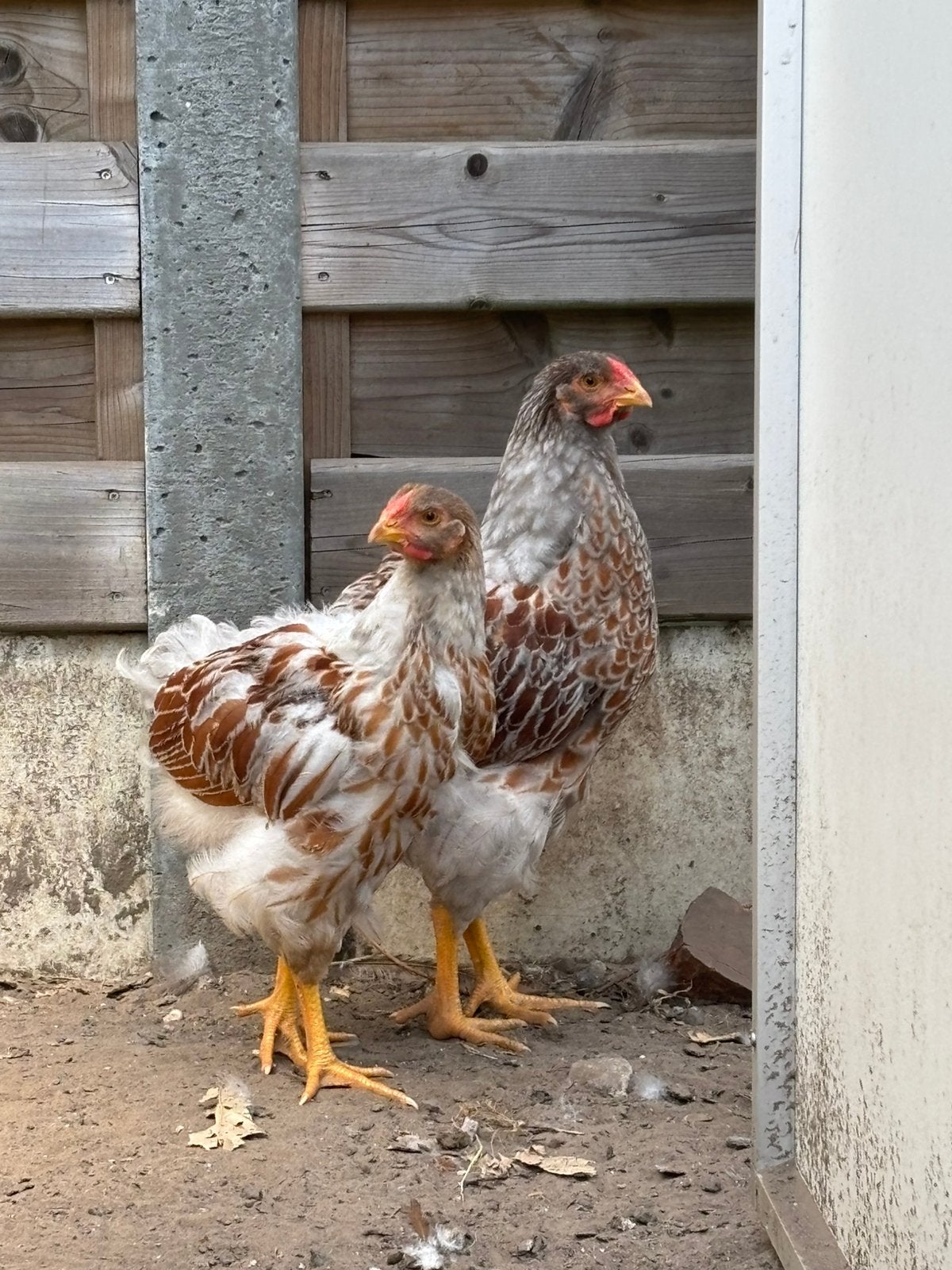 Wyandotte groothoen goudwit gezoomd hanen, Dieren en Toebehoren, Pluimvee, Geslacht onbekend