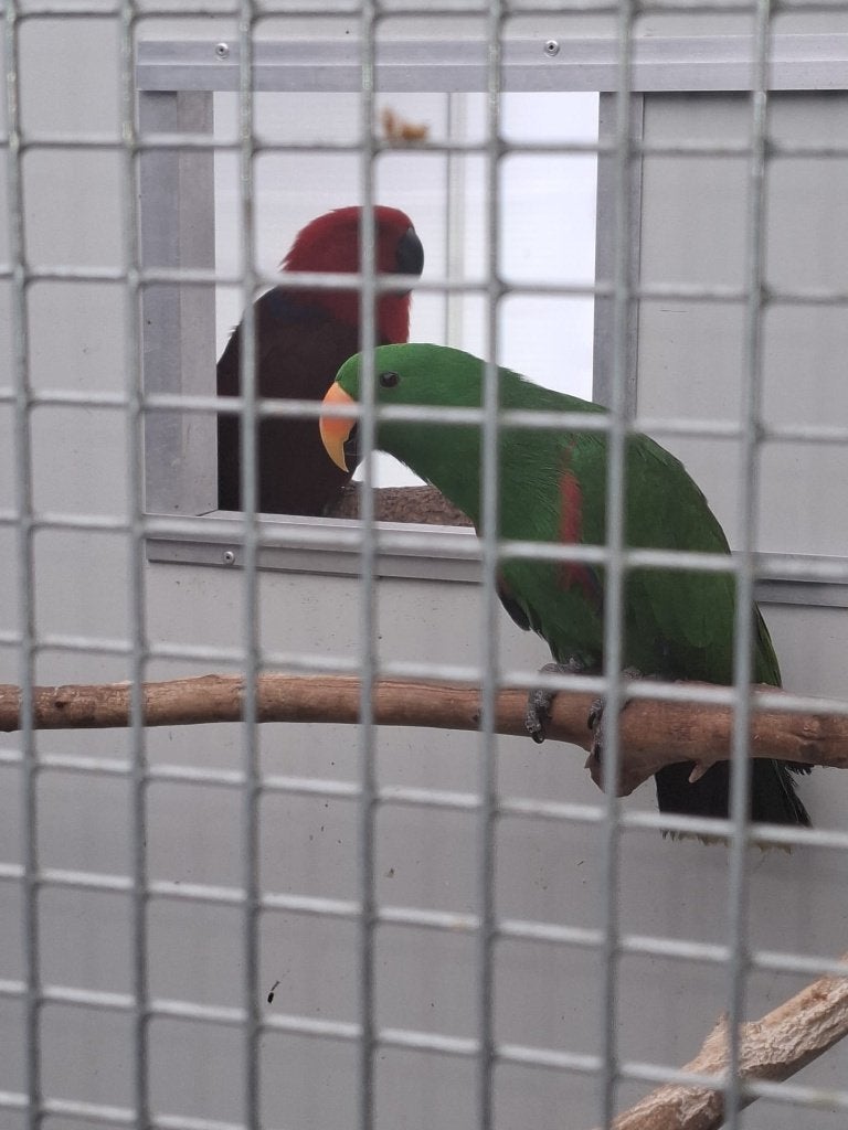 edel papegaai, Plusieurs animaux, Perroquet, Bagué