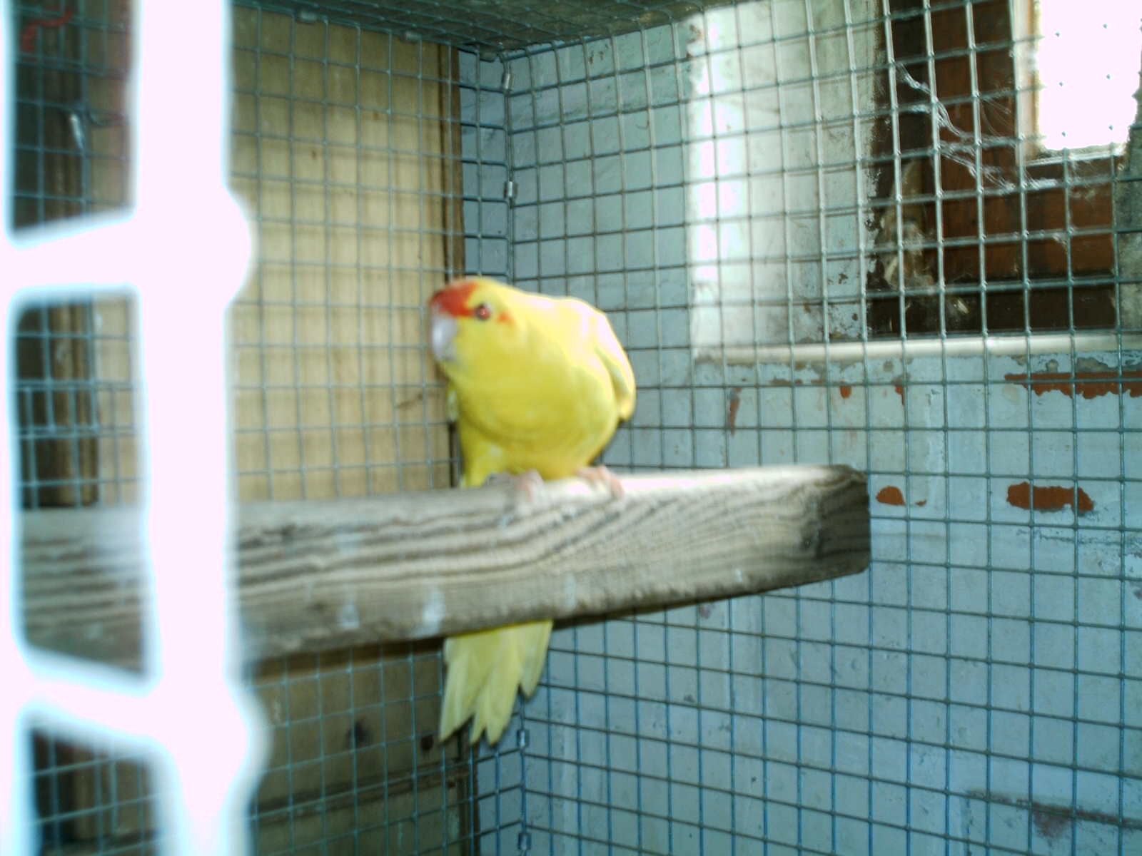 Jonge gele kakarikies te koop, Dieren en Toebehoren, Meerdere dieren