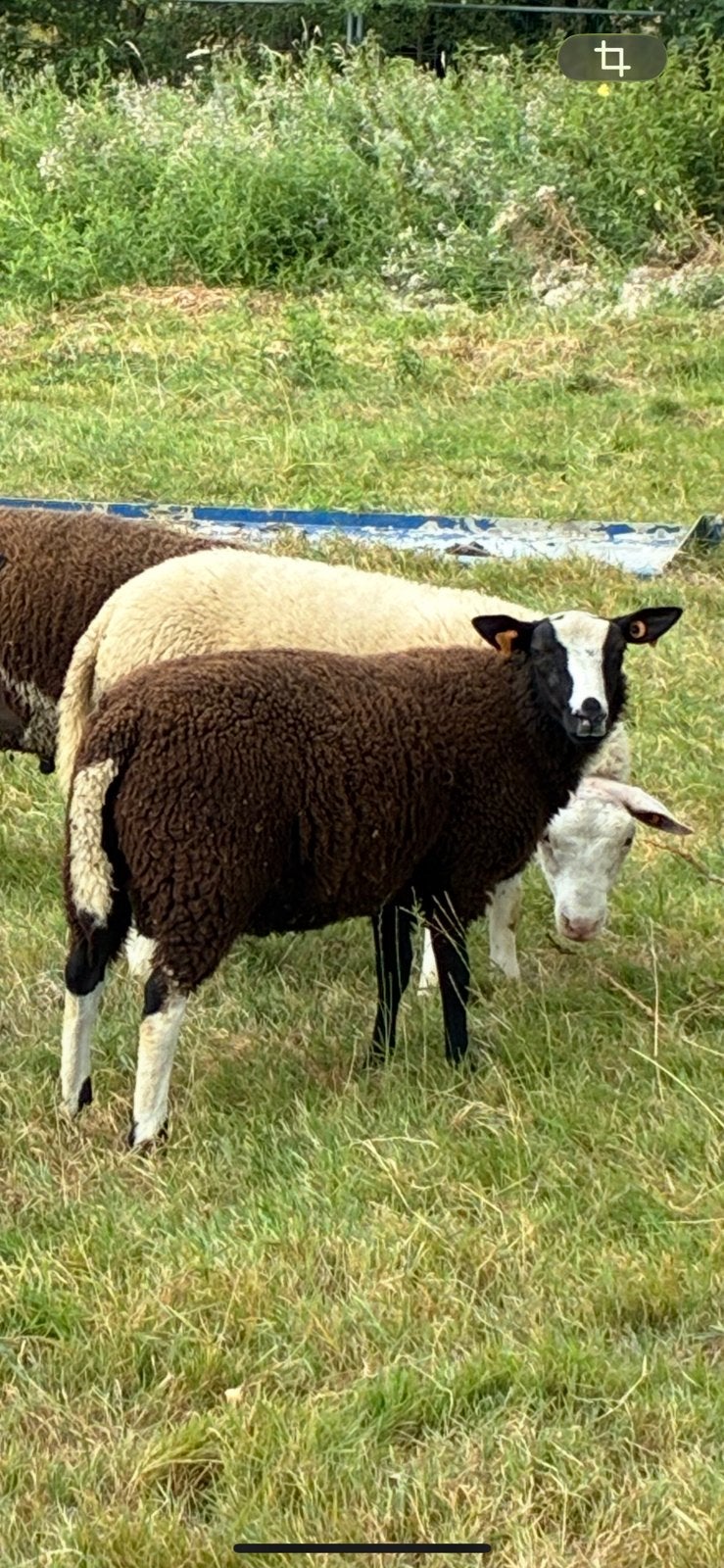 Zwartbles ram