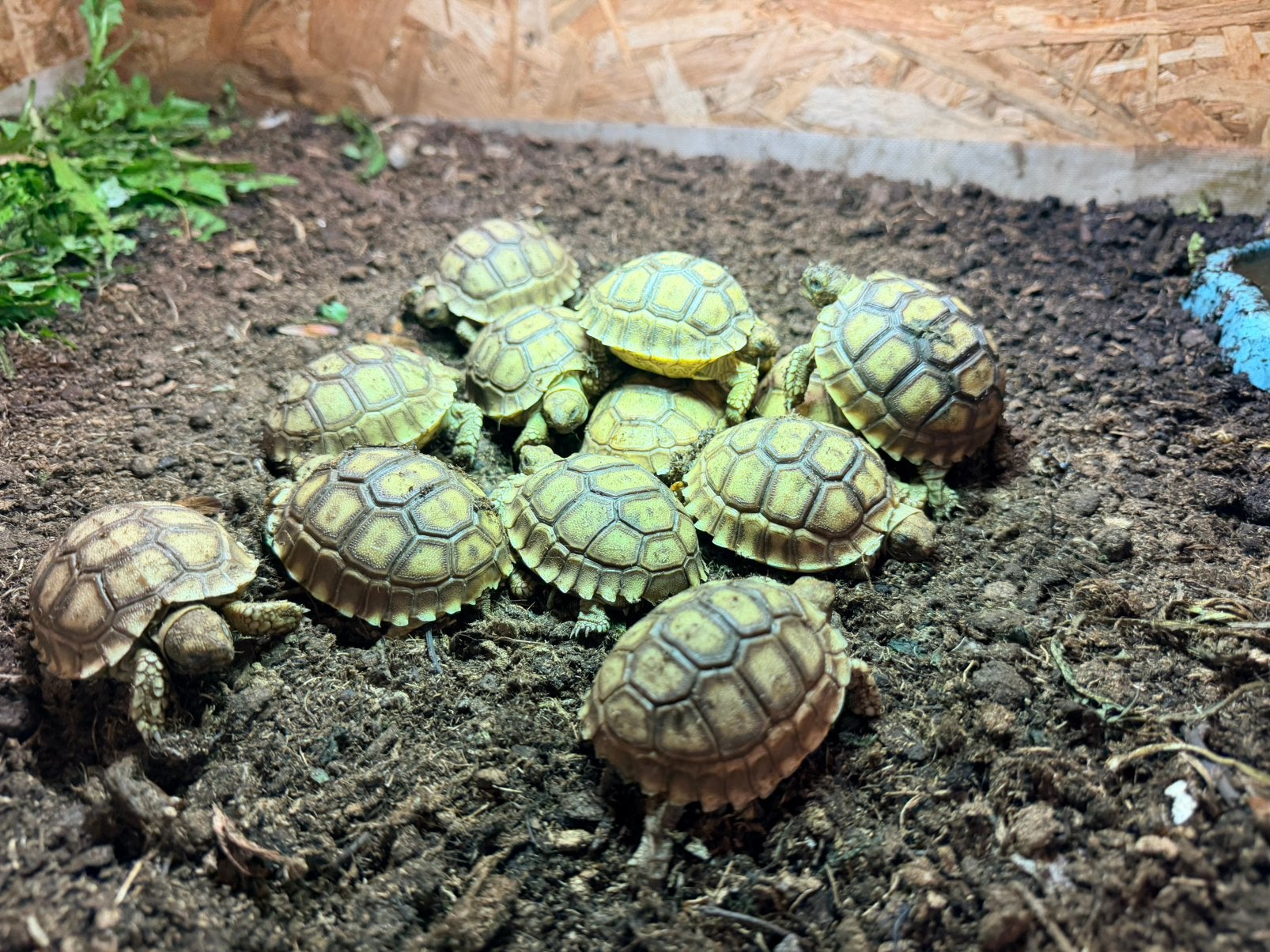 Tortue sulcata, Animaux & Accessoires, Tortue