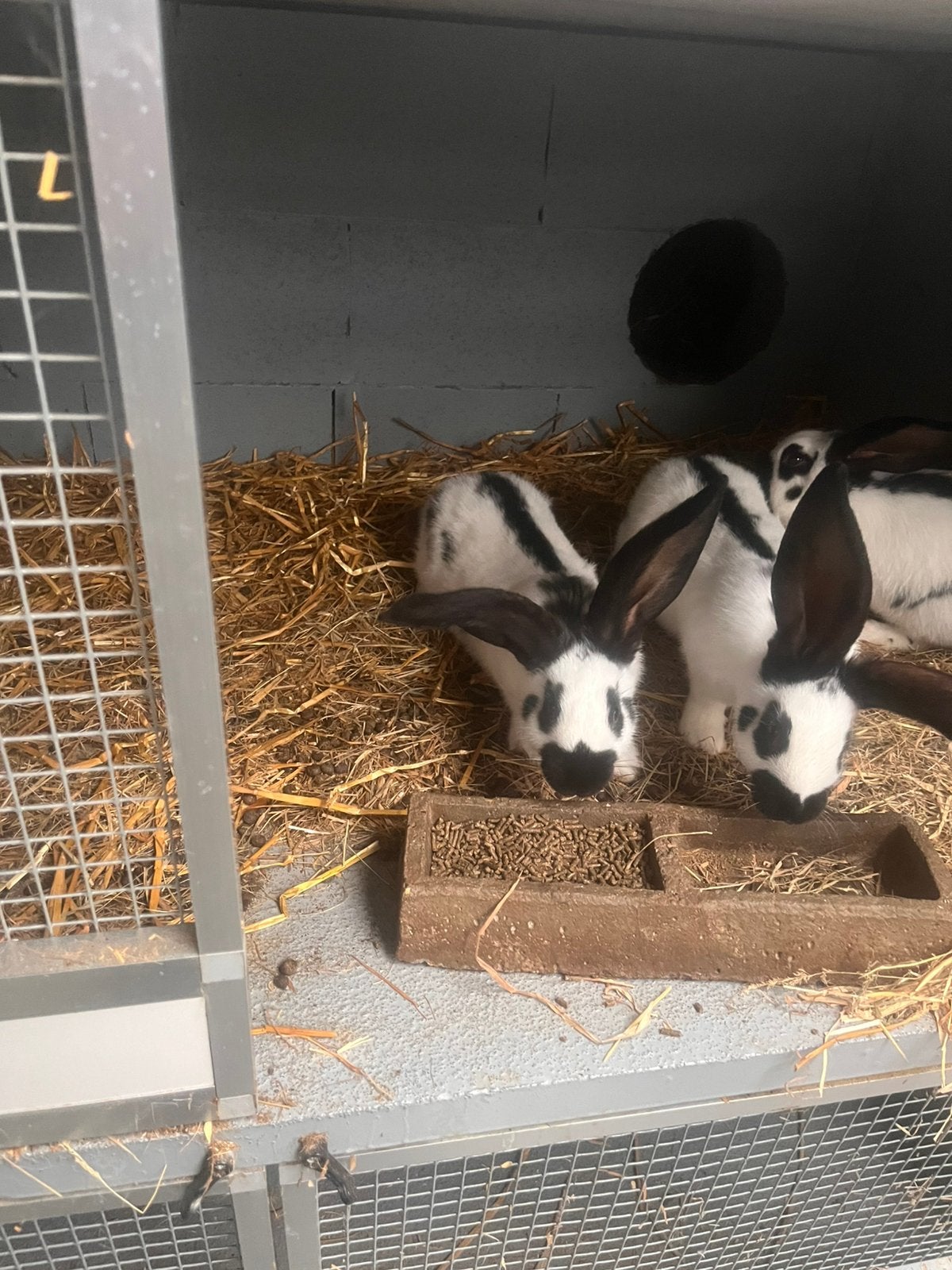 Groot lotharinger -Reuzevlinder, Dieren en Toebehoren, Konijnen, Groot