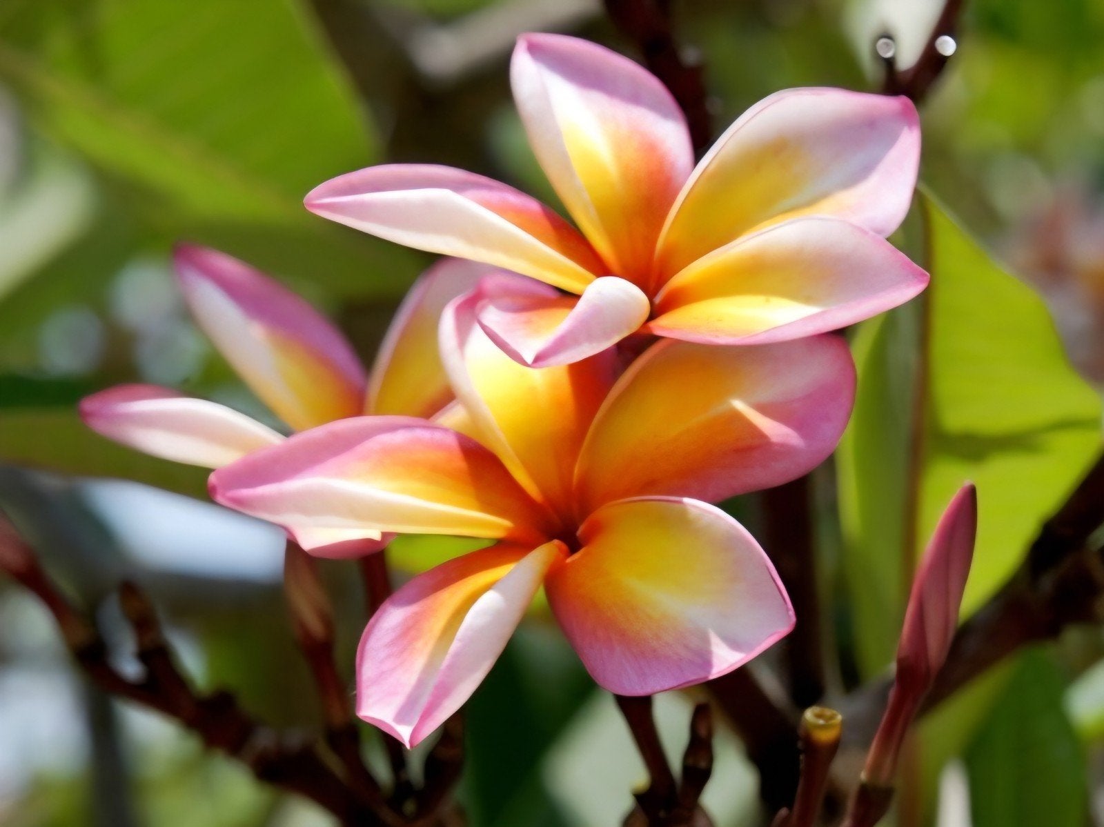 Frangipani of tempelboom ( plumeria Rubra), Tuin en Terras, Planten | Tuinplanten, Ophalen of Verzenden, Volle zon