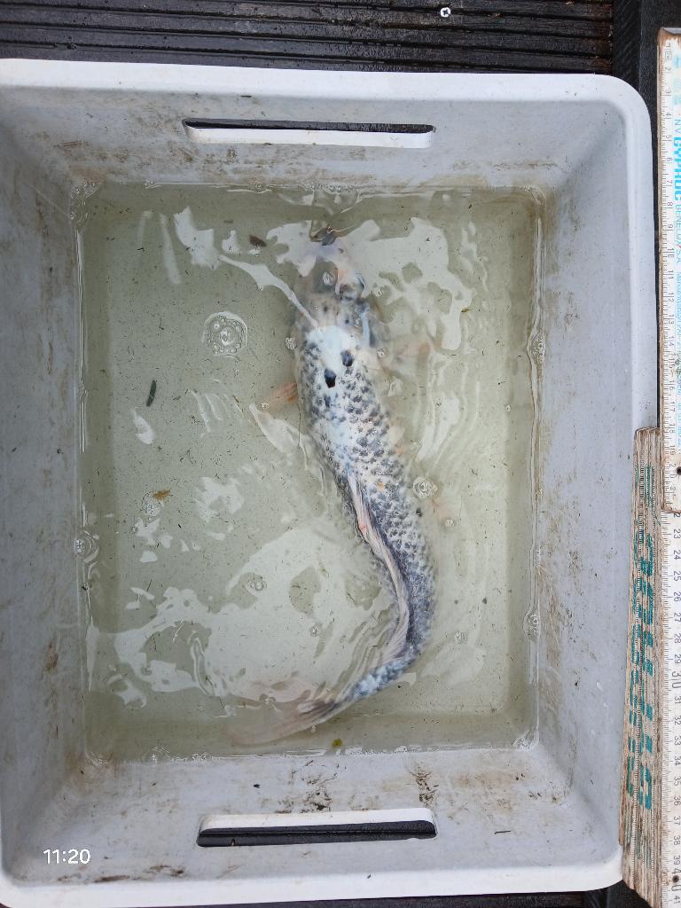 japanse koi's, Karper of Koi