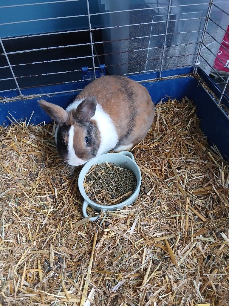 Dwergkonijn, Plusieurs animaux, Nain, 0 à 2 ans