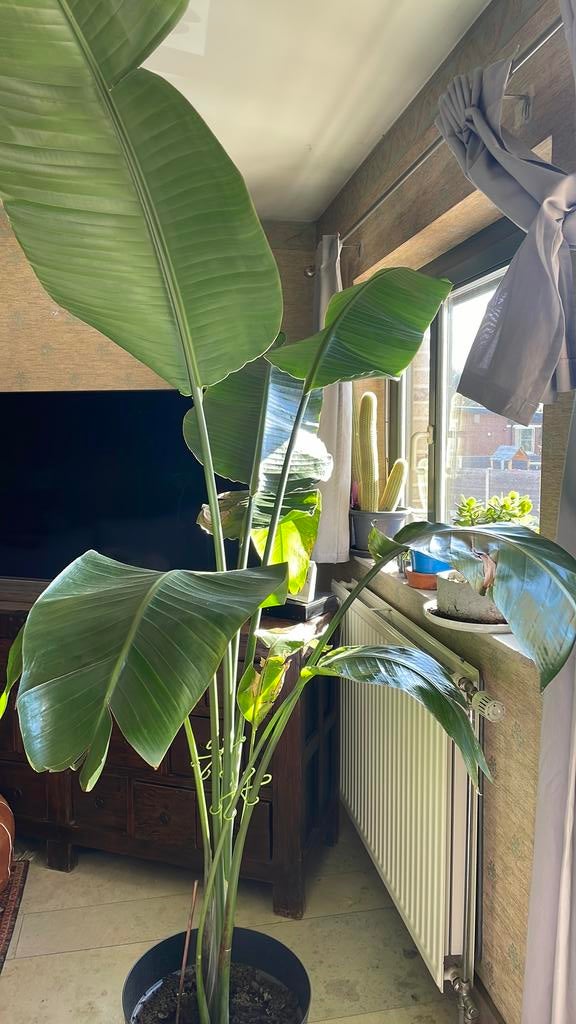 Strelitzia nicolai, Ophalen, Halfschaduw, In pot, 150 tot 200 cm