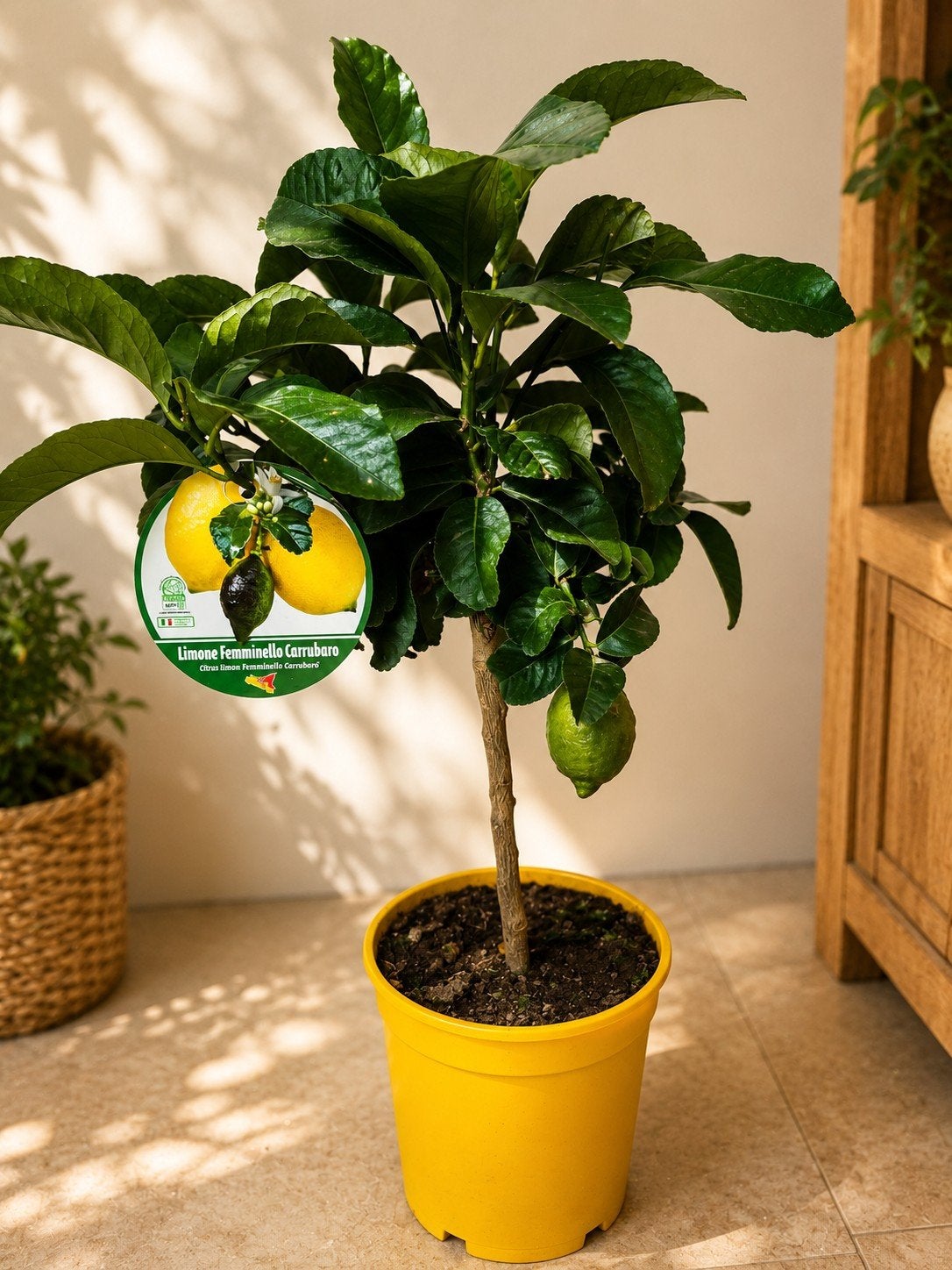 Citrus citroen 4 seizoenen, Ophalen