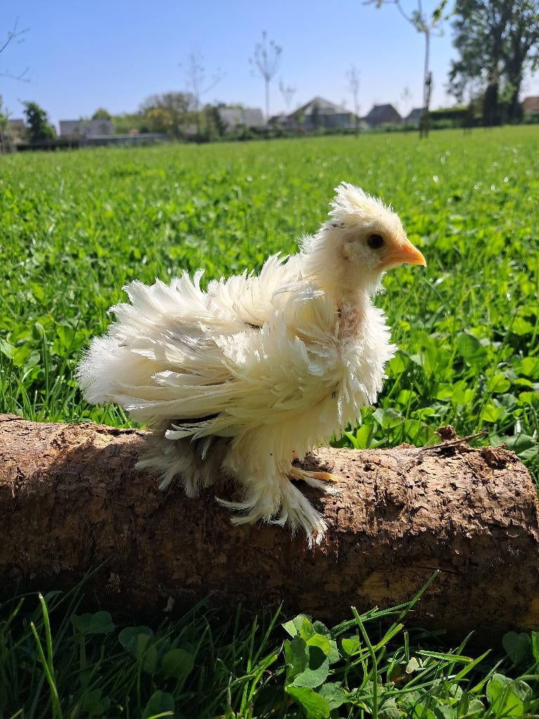 Usa zijdehoen motteld kuikentjes, Sexe inconnu, Poule ou poulet