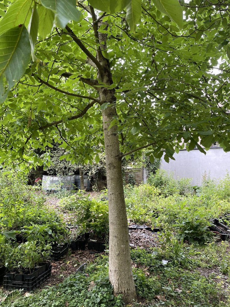 Notenboom, Tuin en Terras, Ophalen, Bloeit niet, Halfschaduw, Overige soorten