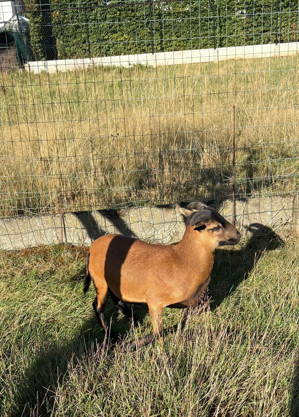 Kameroen schaap ram 6m, Dieren en Toebehoren, Schapen, Geiten en Varkens, Schaap