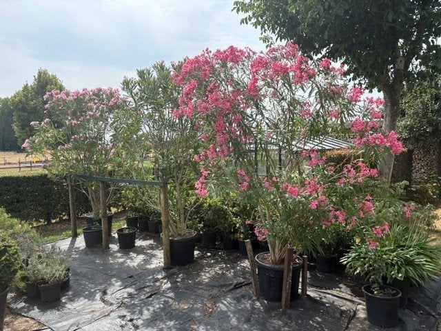 Oleanders ( groot formaat ), Tuin en Terras, Planten | Tuinplanten, Volle zon, Vaste plant, Zomer, Ophalen