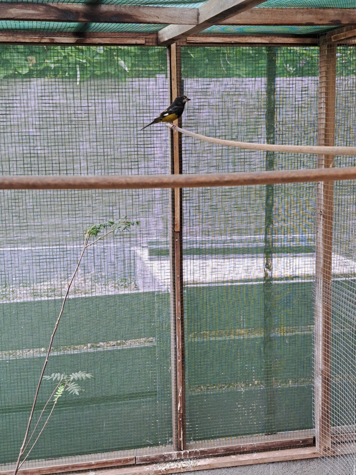 Witvleugel Kernbijter, Dieren en Toebehoren, Vogels | Overige Vogels