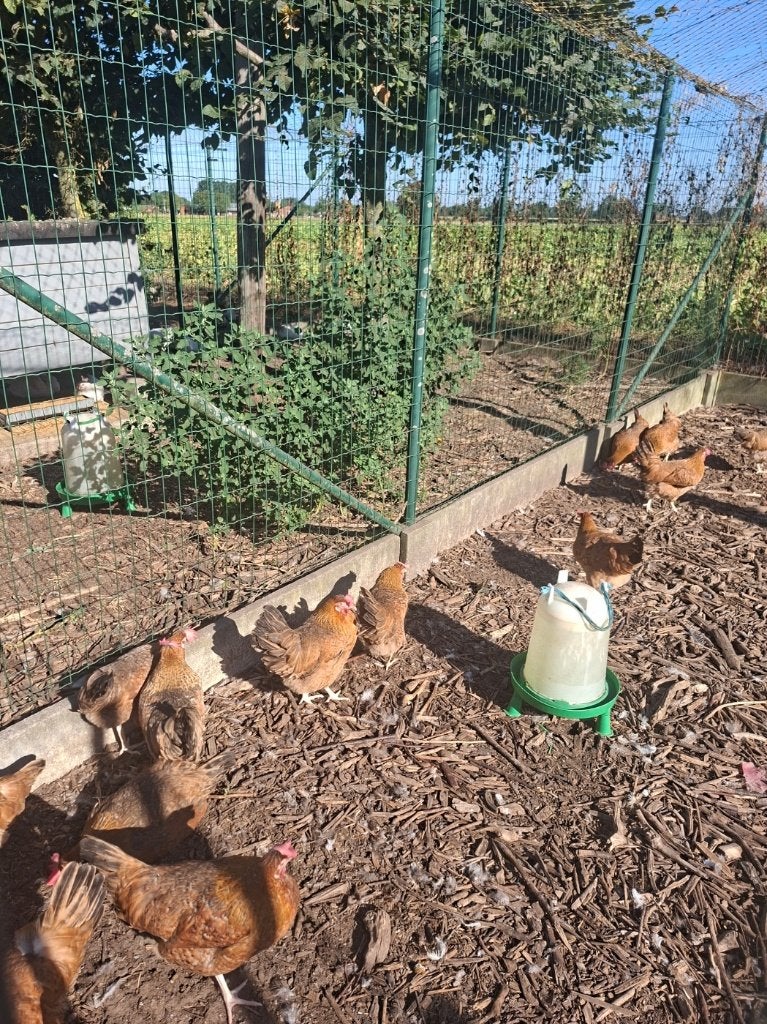 Groenleggers, Dieren en Toebehoren, Meerdere dieren, Kip