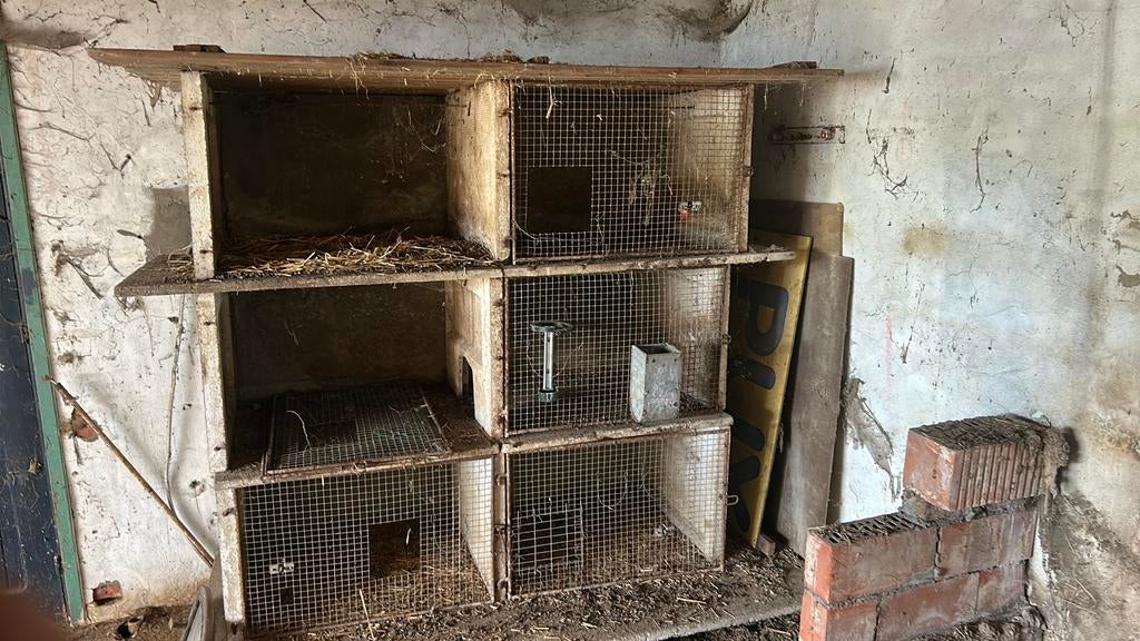 Konijne koten, Dieren en Toebehoren, Ophalen, Gebruikt, 75 tot 110 cm, 90 cm of meer