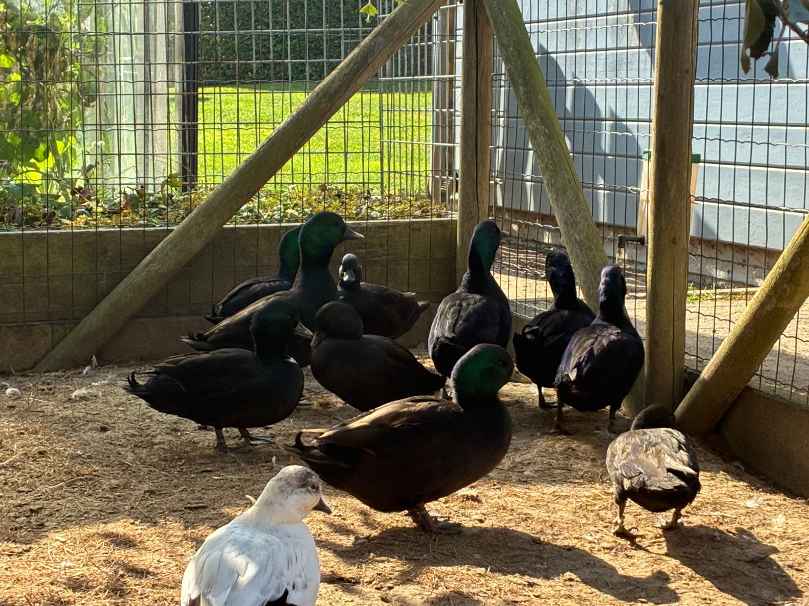 Caille hollandaise noire, Animaux & Accessoires, Plusieurs animaux, Canard
