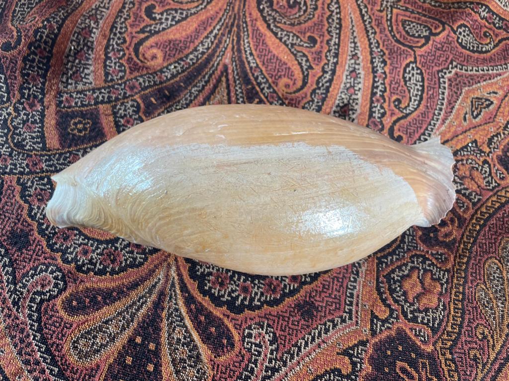 Schelp, Verzamelen, Ophalen of Verzenden