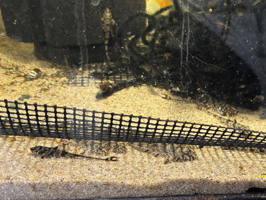 Zweepstaartmeerval rineloricaria parva eigen kweek, Dieren en Toebehoren, Vis, Zoetwatervis