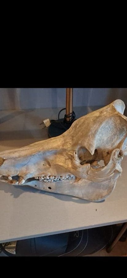 Crâne de sanglier, Collections, Enlèvement, Animal sauvage, Crâne