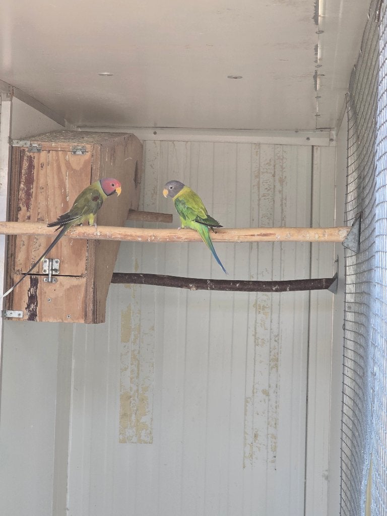 Pruimkoppen te koop wegens plaatsgebrek (kweekkoppel), Dieren en Toebehoren, Vogels | Parkieten en Papegaaien, Parkiet, Geringd