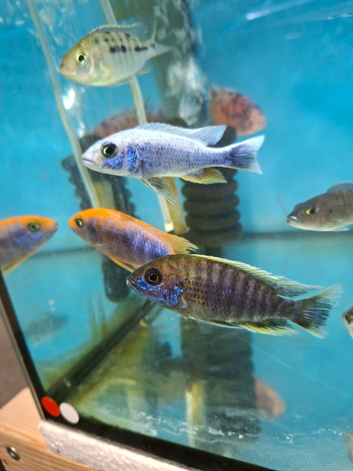 cichlides malawi sciaenochromis frery ice berg