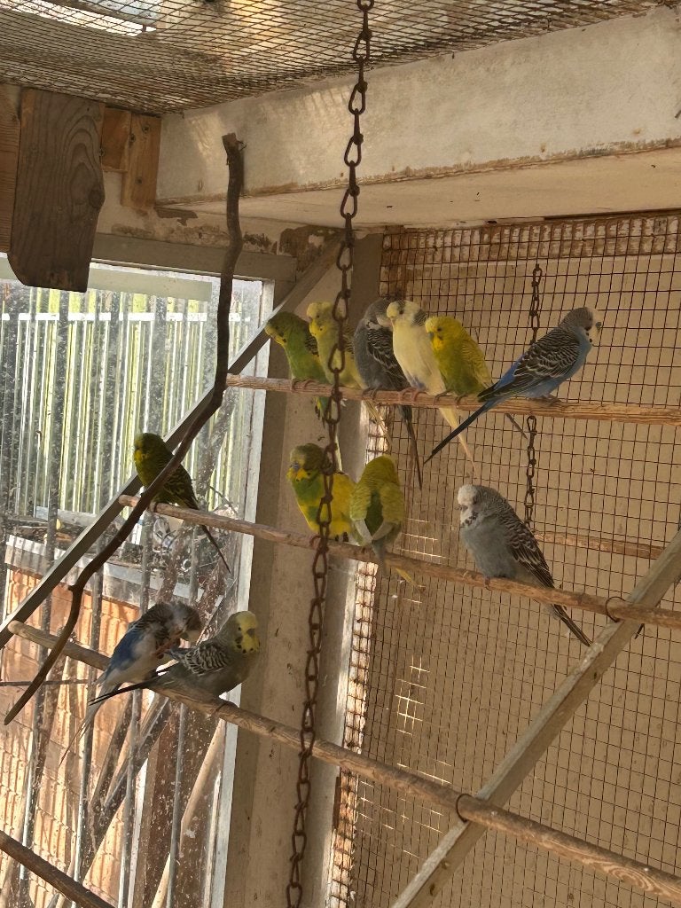 Grasparkieten te koop, Dieren en Toebehoren, Meerdere dieren, Parkiet