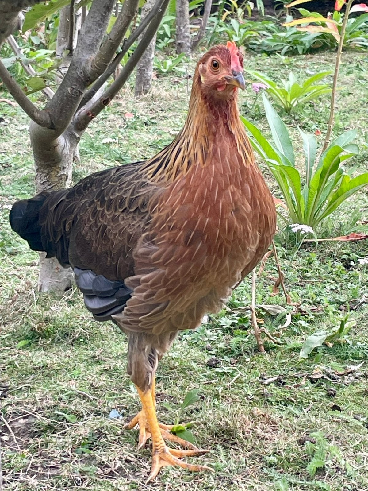 Duo leghorn hennen (isabel en goudpatrijs), Animaux & Accessoires, Volatiles, Femelle, Poule ou poulet